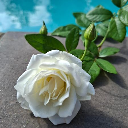 Bella Rosa Acomodação com café da manhã Potchefstroom Exterior foto