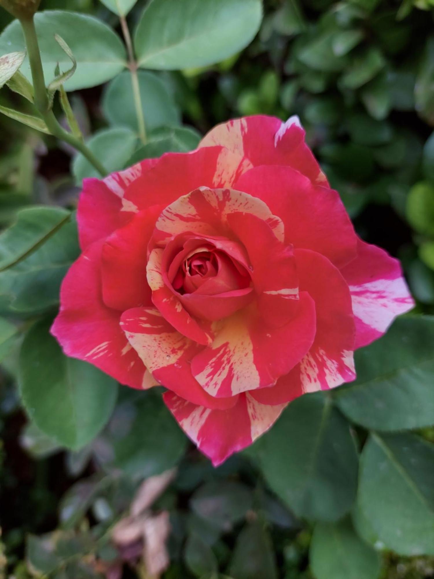 Bella Rosa Acomodação com café da manhã Potchefstroom Exterior foto
